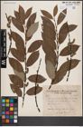 Foto von Salix daphnoides Vill.